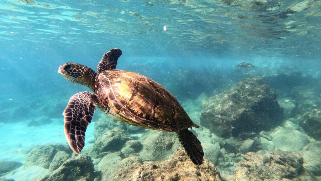 Explore the vibrant underwater world of Hawaii with this captivating image of a sea turtle gracefully swimming among coral reefs.