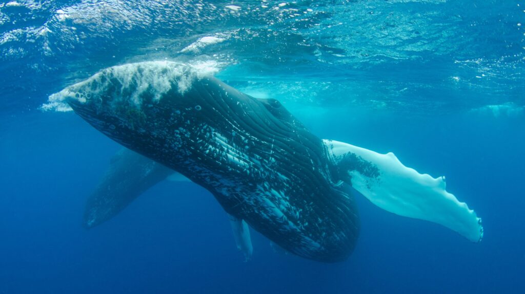 A stunning underwater photograph of a humpback whale swimming gracefully in the deep blue ocean.