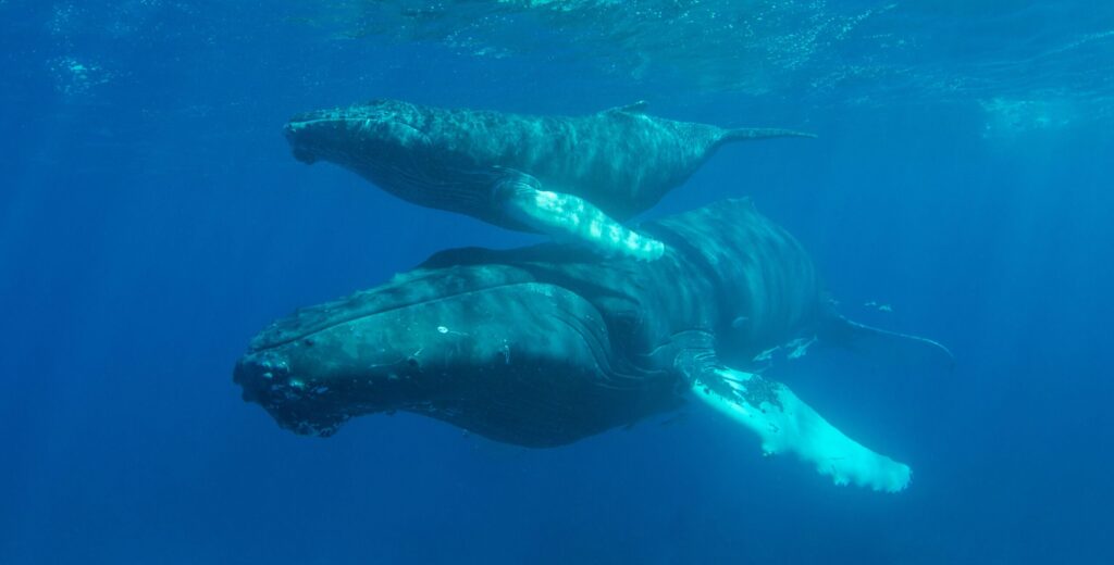 A serene underwater scene of a mother humpback whale with her calf, swimming peacefully.