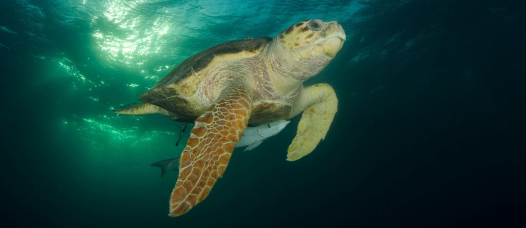 Captivating close-up of a loggerhead sea turtle swimming gracefully underwater in Exuma.