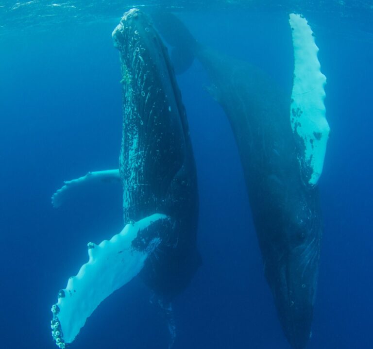 Two humpback whales gracefully swim underwater, showcasing their majestic beauty.