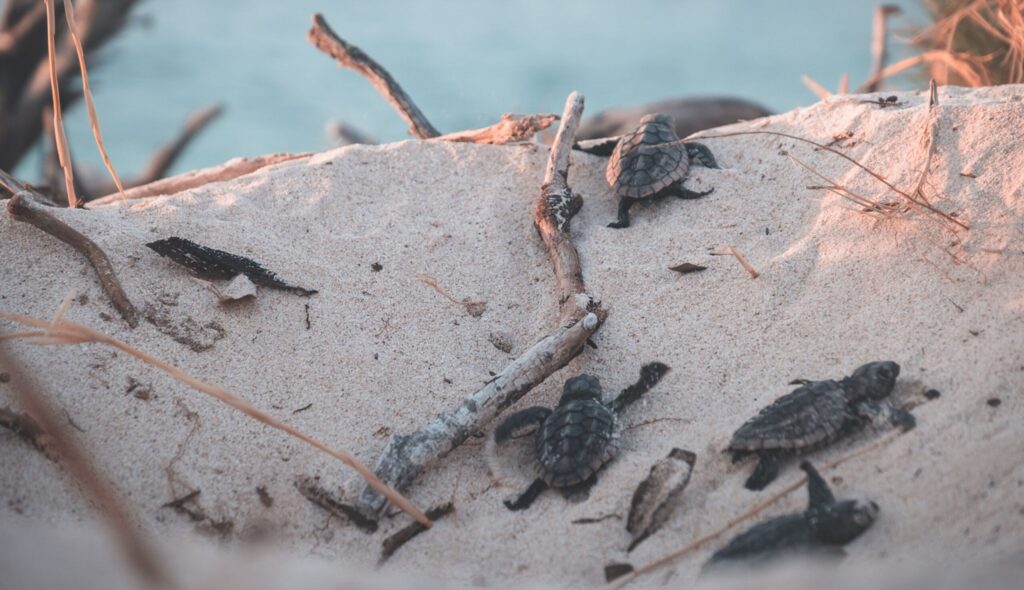 Group of hatchling sea turtles crawling on a sandy beach towards the ocean.