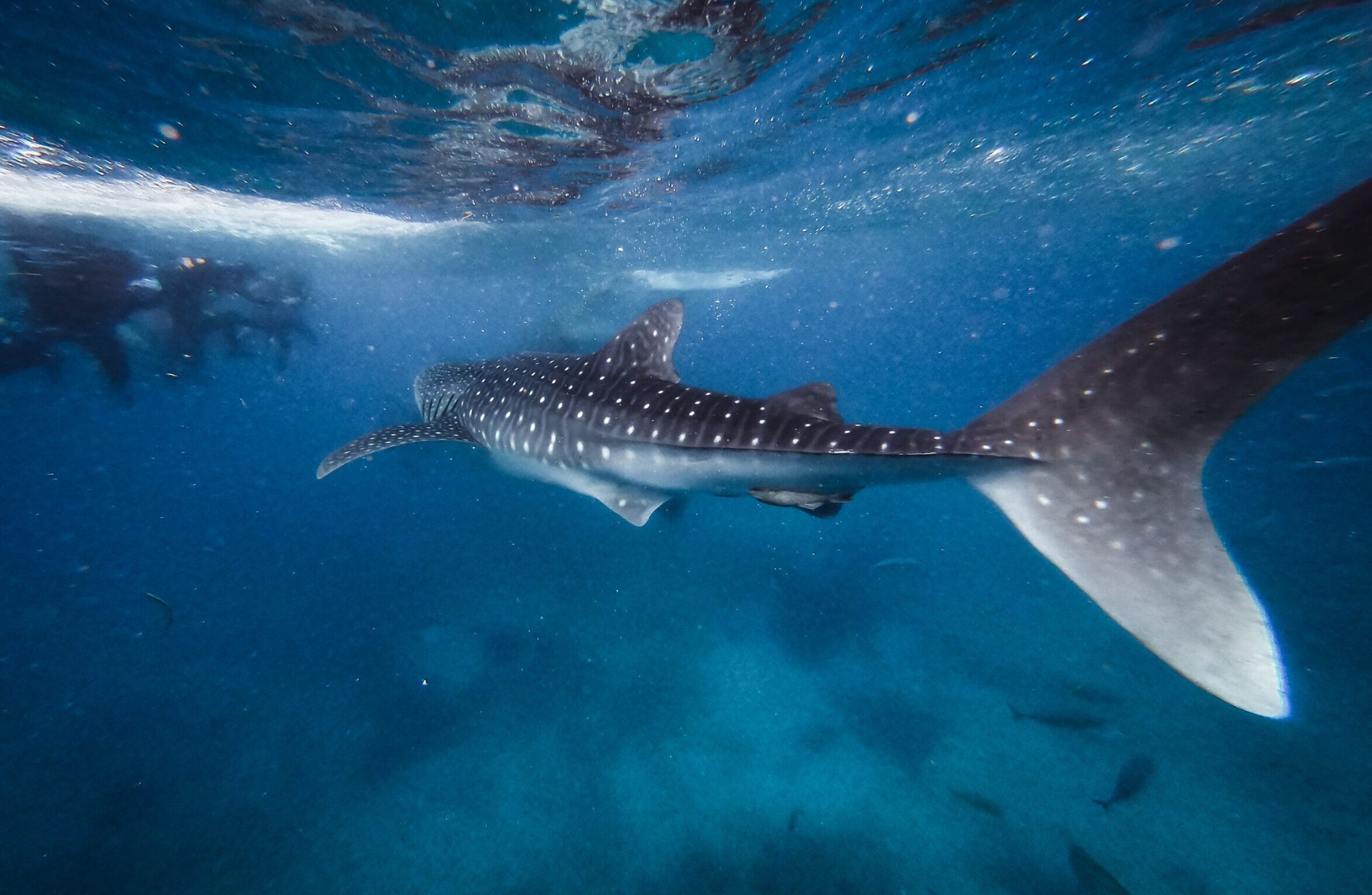 Stunning underwater view of a whale shark with scuba divers in the background, showcasing marine life.