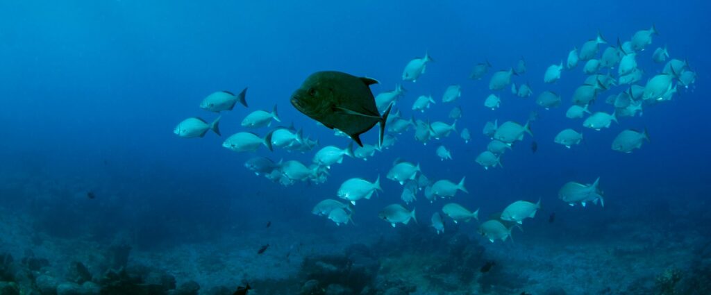 A captivating underwater scene showing a school of black trevally fish swimming in the ocean's blue depths.