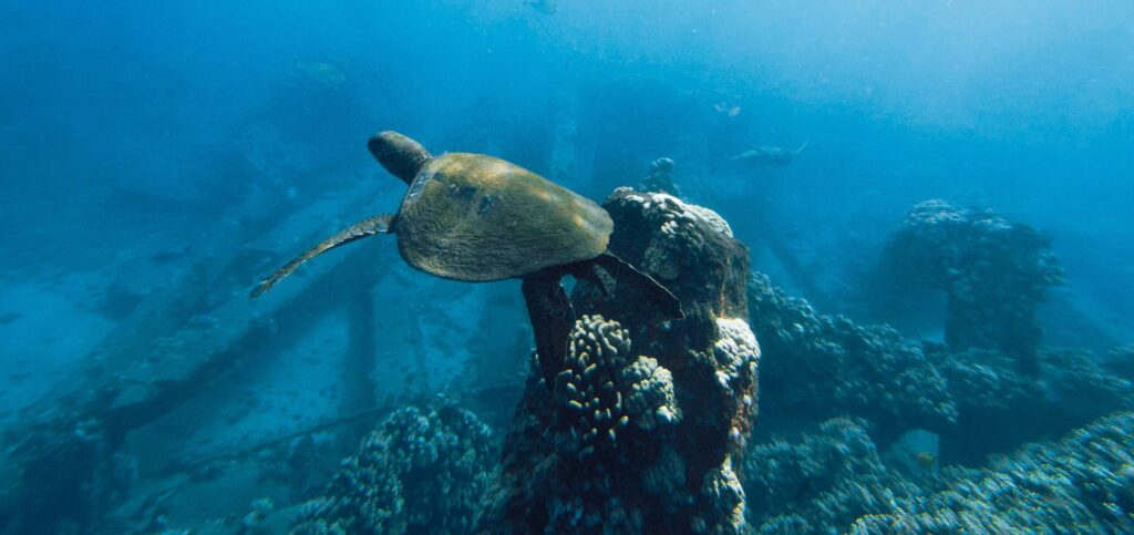 Two sea turtles glide gracefully through the underwater landscape in Lahaina, Hawaii.