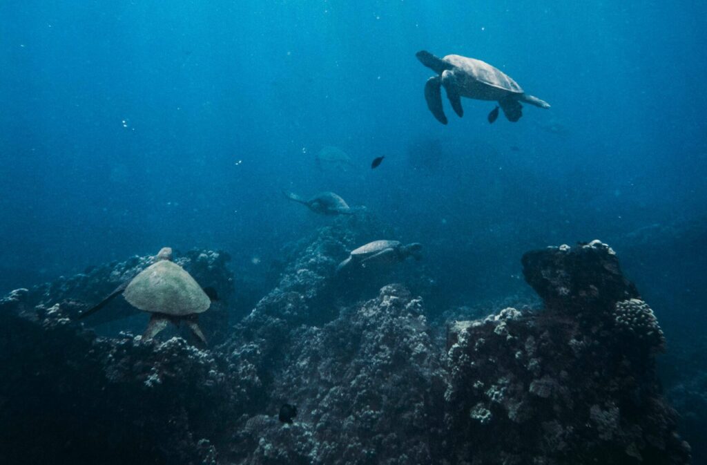 Beautiful underwater scene of sea turtles swimming over a coral reef in Lahaina, Hawaii.