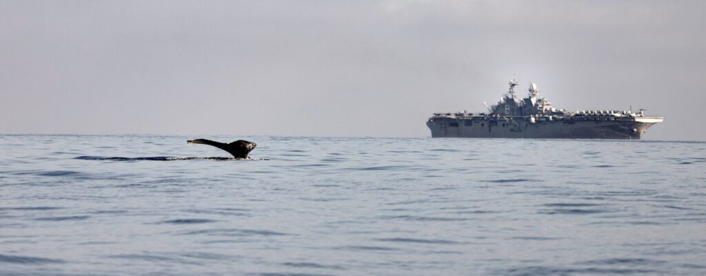 Humpback whale tail near a US Navy ship on a calm ocean day.