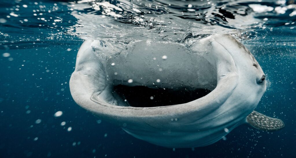 Stunning underwater view of a whale shark surfacing, capturing the ocean's beauty.