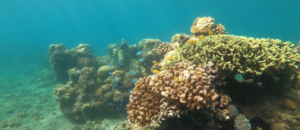 Colorful coral reef teeming with marine life in San Jose, Philippines.