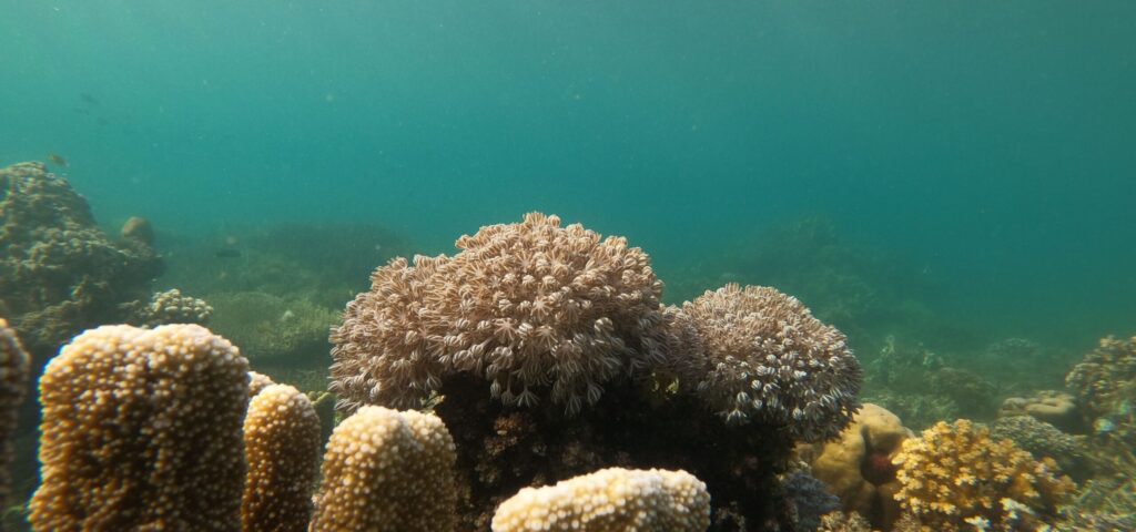 A lively underwater scene showcasing diverse coral formations and marine life at a vibrant coral reef.