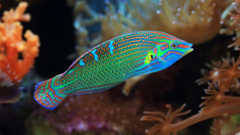 Close-up of a colorful wrasse fish swimming among corals in an aquarium setting, showcasing vivid underwater life.