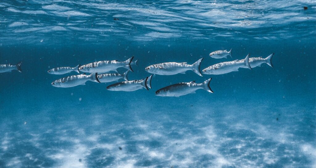 A captivating underwater image of a shoal of fish swimming gracefully beneath ocean waves, showcasing marine wildlife.