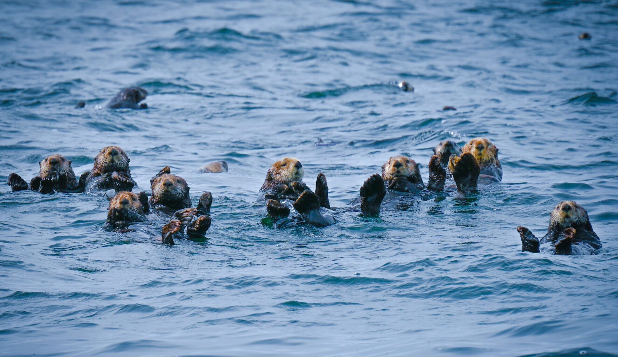 A group of sea otters floating on the water surface in Tofino, BC, Canada.